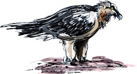 Bearded Vulture is a bird sketch by Artmagenta