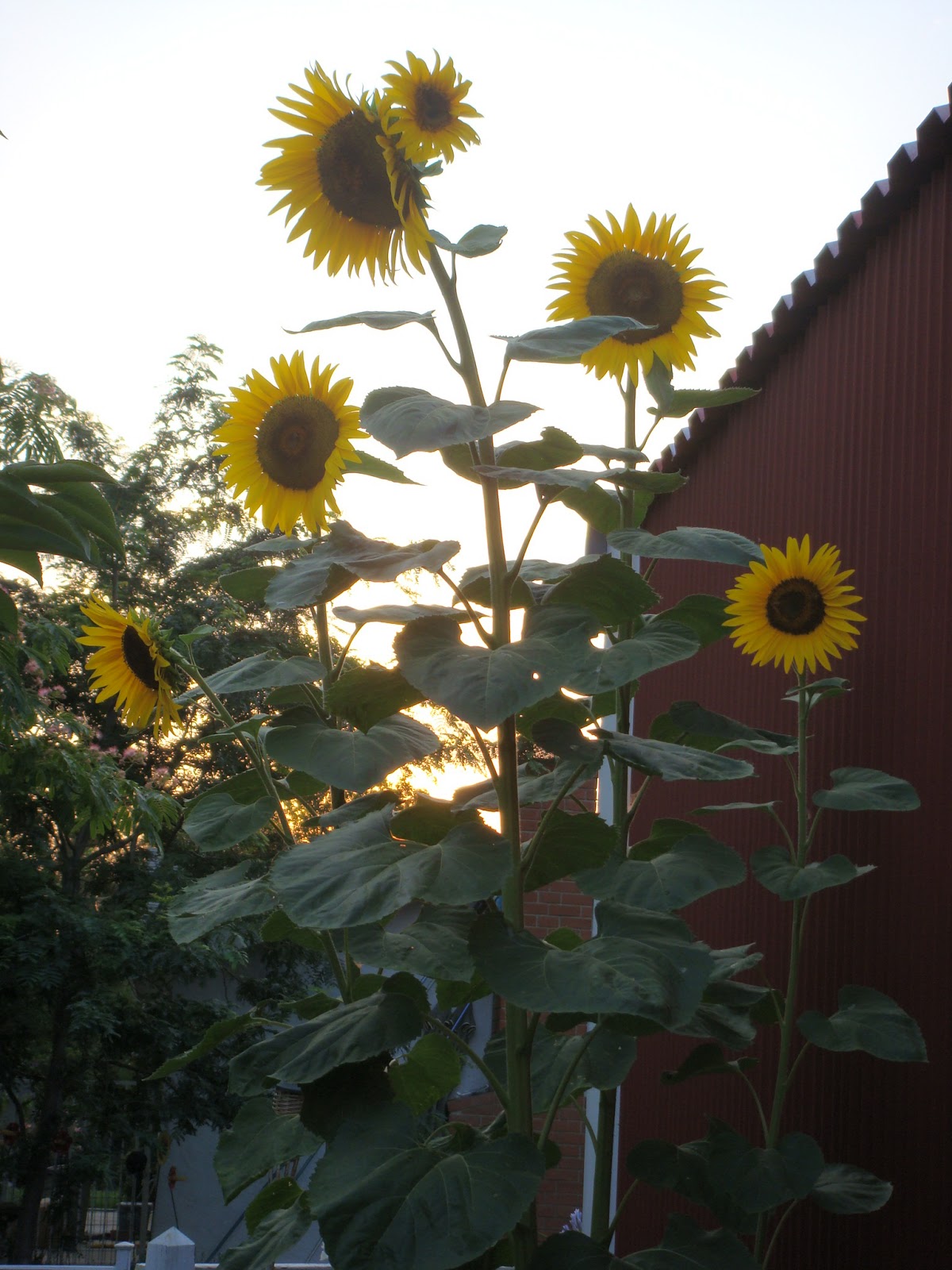 MarzyByDesign: Creative Garden