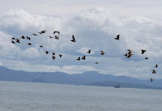 Pelicans in flight