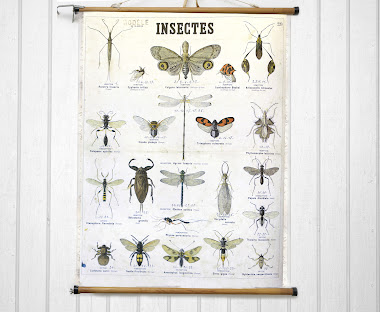 Deyrolle insects, French Naturalist.