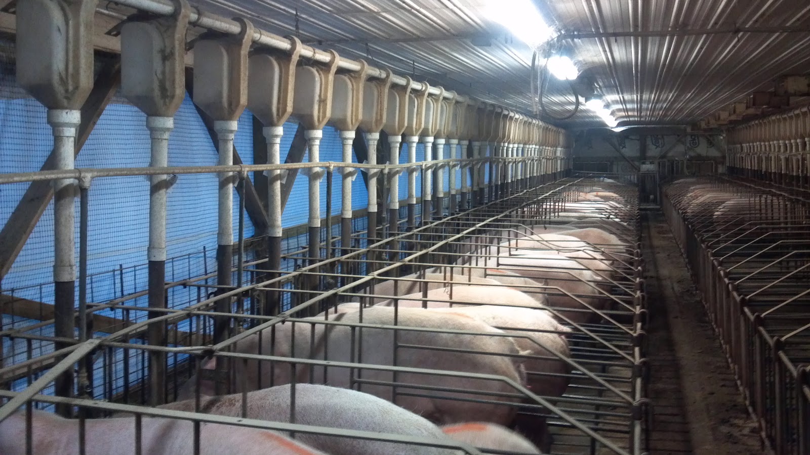 Mom At The Meat Counter Pig Housing Gestation Stalls