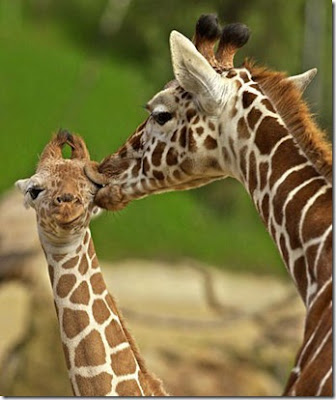 Lover Animals kissing
