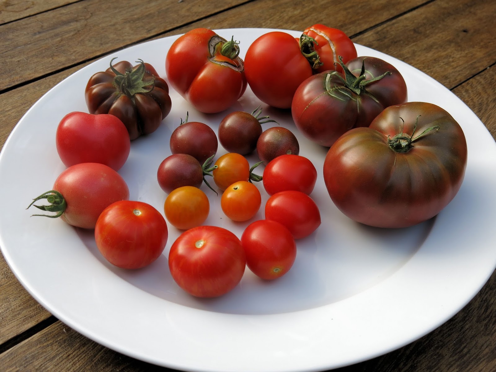 Gourmet Gardening The great tomato taste test