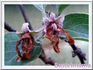 Apfelblüte im August, leider schon verblüht Apfelbaum, Blüte