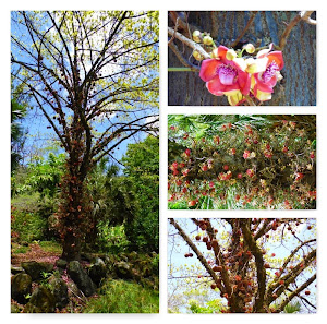 The Cannonball Tree