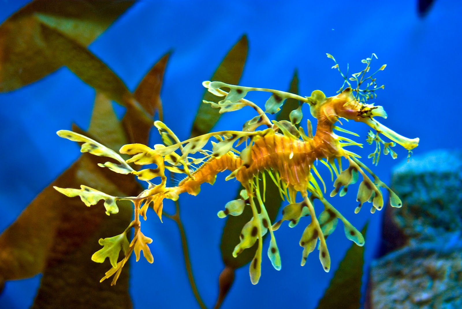 leafy green seahorses