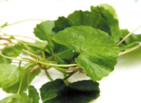 Rau má có thể làm thuốc chữa bệnh gan rau-ma-chua-benh-gan