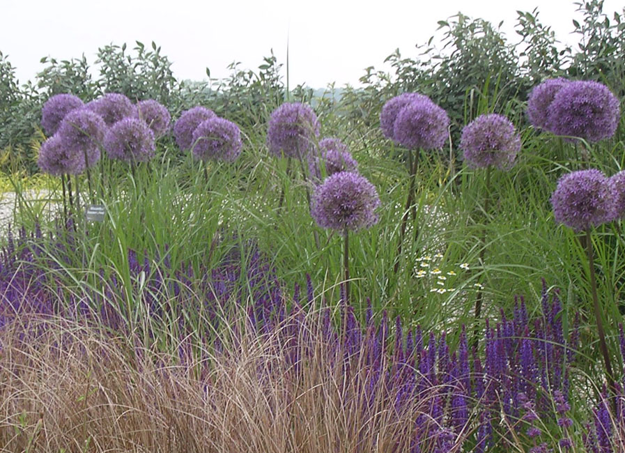 Misterplant Ail, Ail, Ail, jeux de bulbes. (les aulx ornementaux)