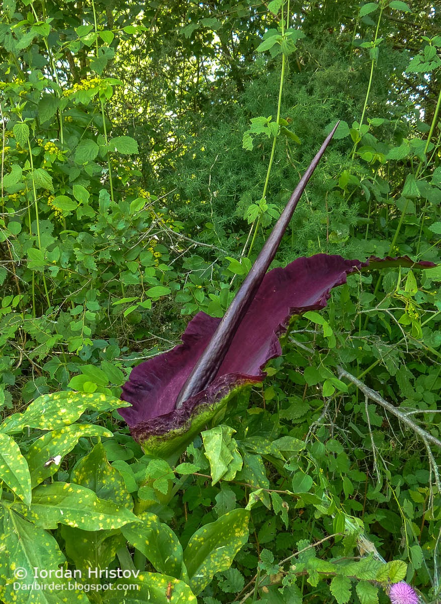 Dragon Lily Dracunculus vulgaris Dragon Lily Dracunculus vulgaris