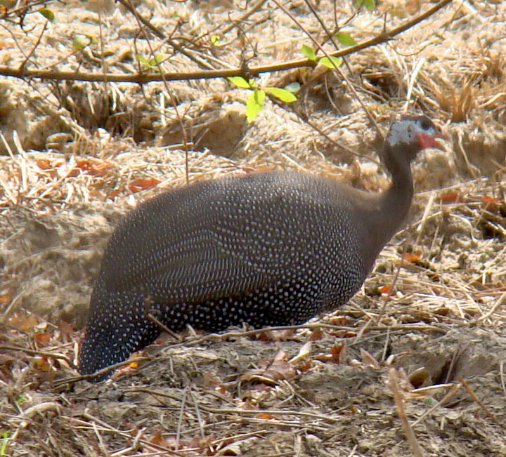 Friendly Neighbourhood Birders 23. Colours of Africa Mole National Park