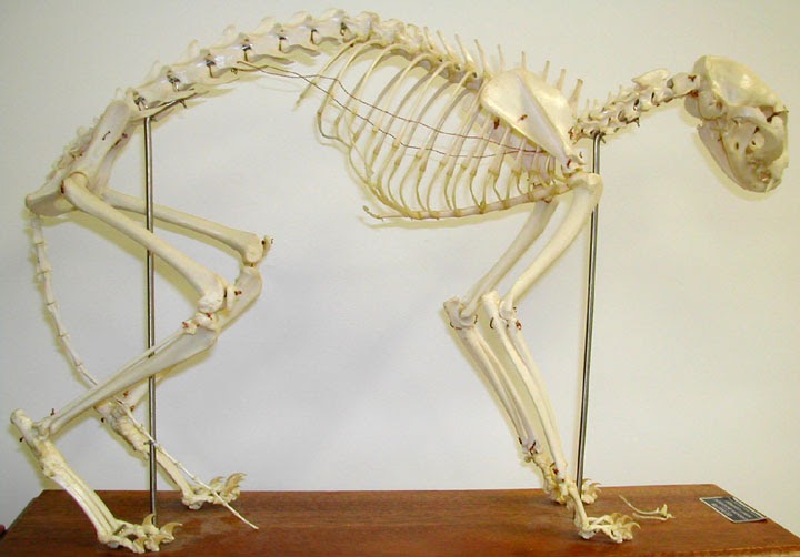 LiW6 - Advanced Skills: More Anatomy of Cats