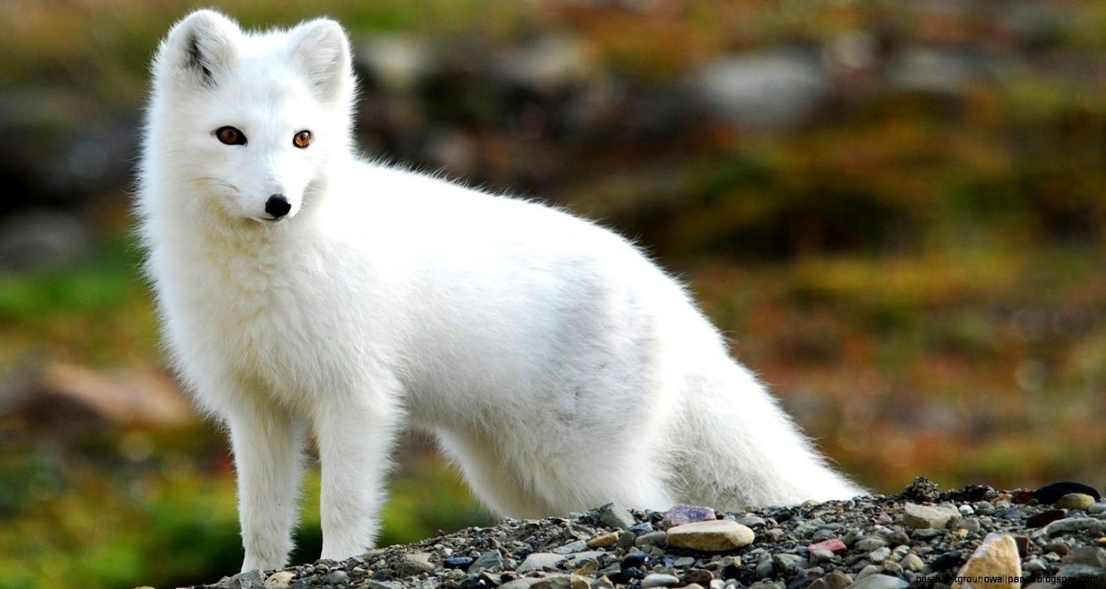 Image Fox white fox art animals 884798 Disney Wiki Wikia Image Fox white fox art animals 884798 Disney Wiki Wikia