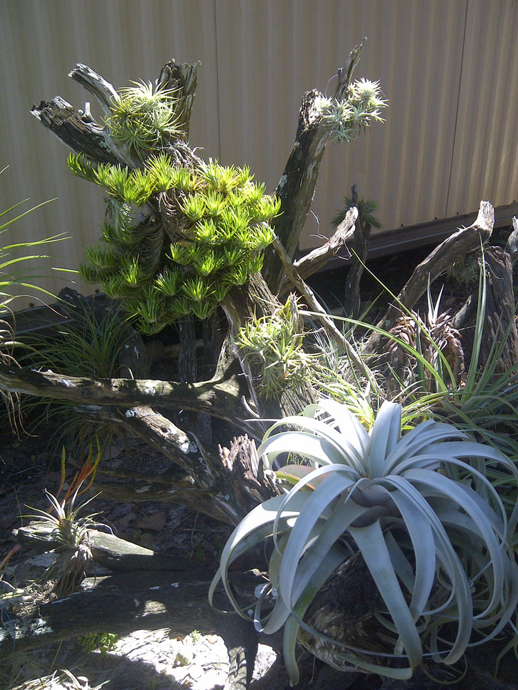 The Rainforest Garden Acres of Bromeliads at the Tropiflora Fall Festival