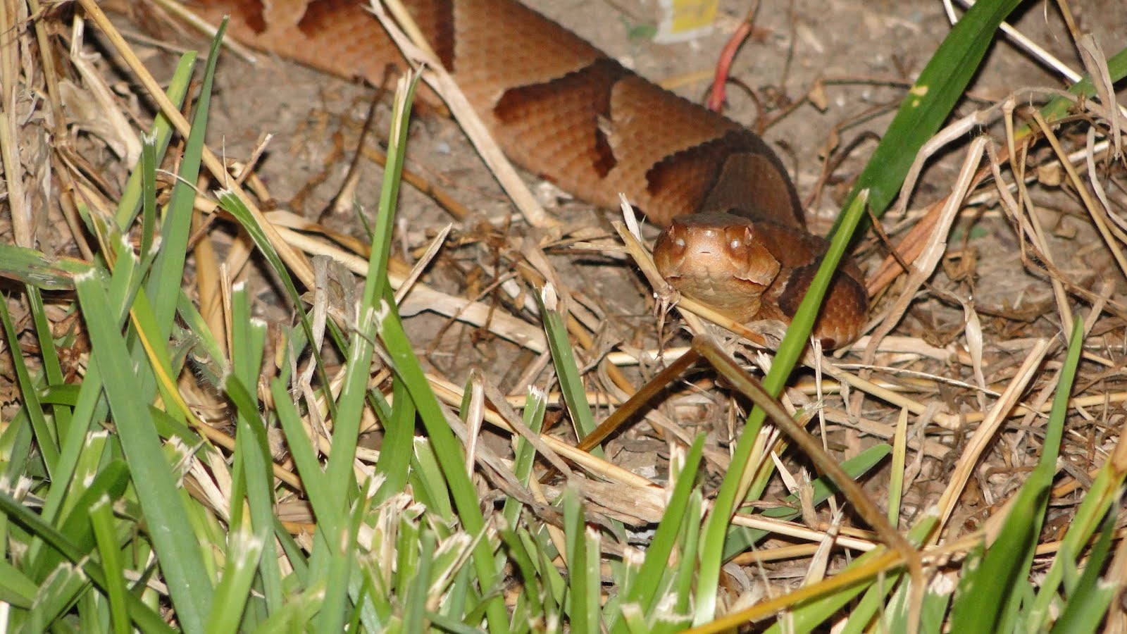 we saw that... juvenile louisiana copperhead snake....2015©