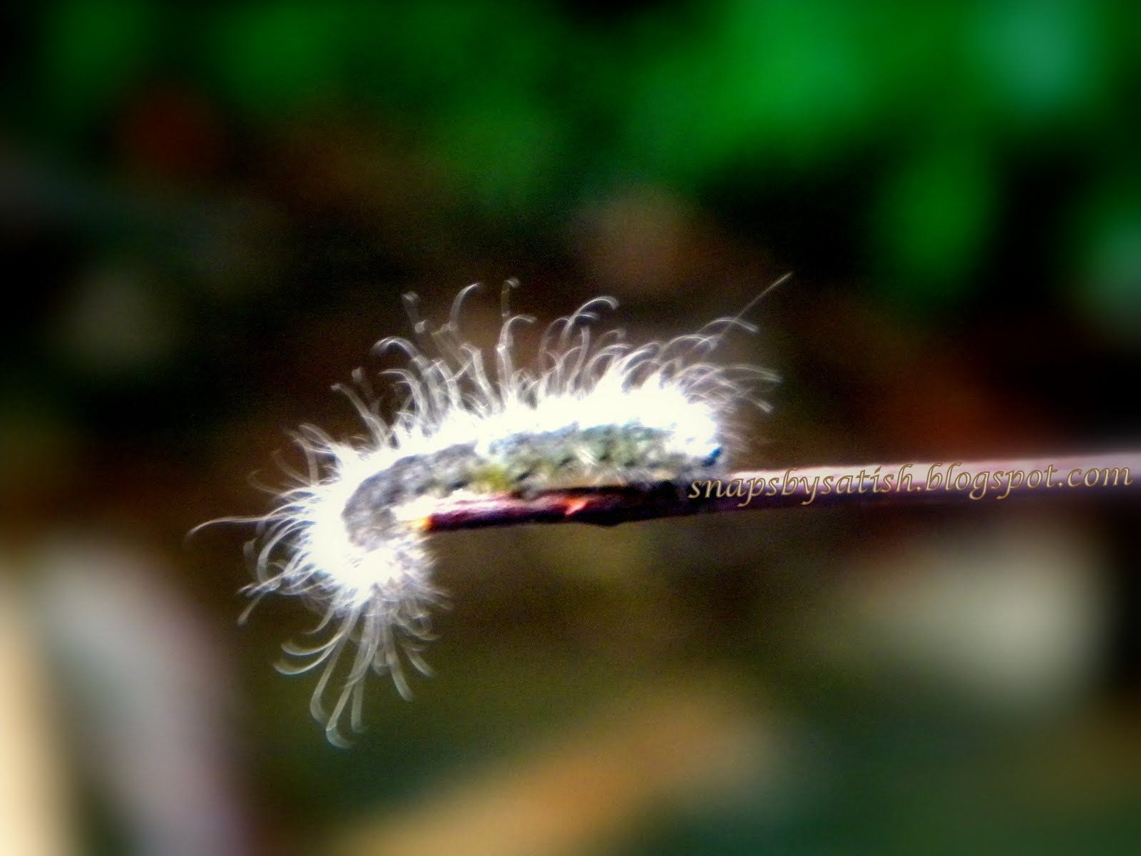 Snaps by Mr.+!h Hairy worms