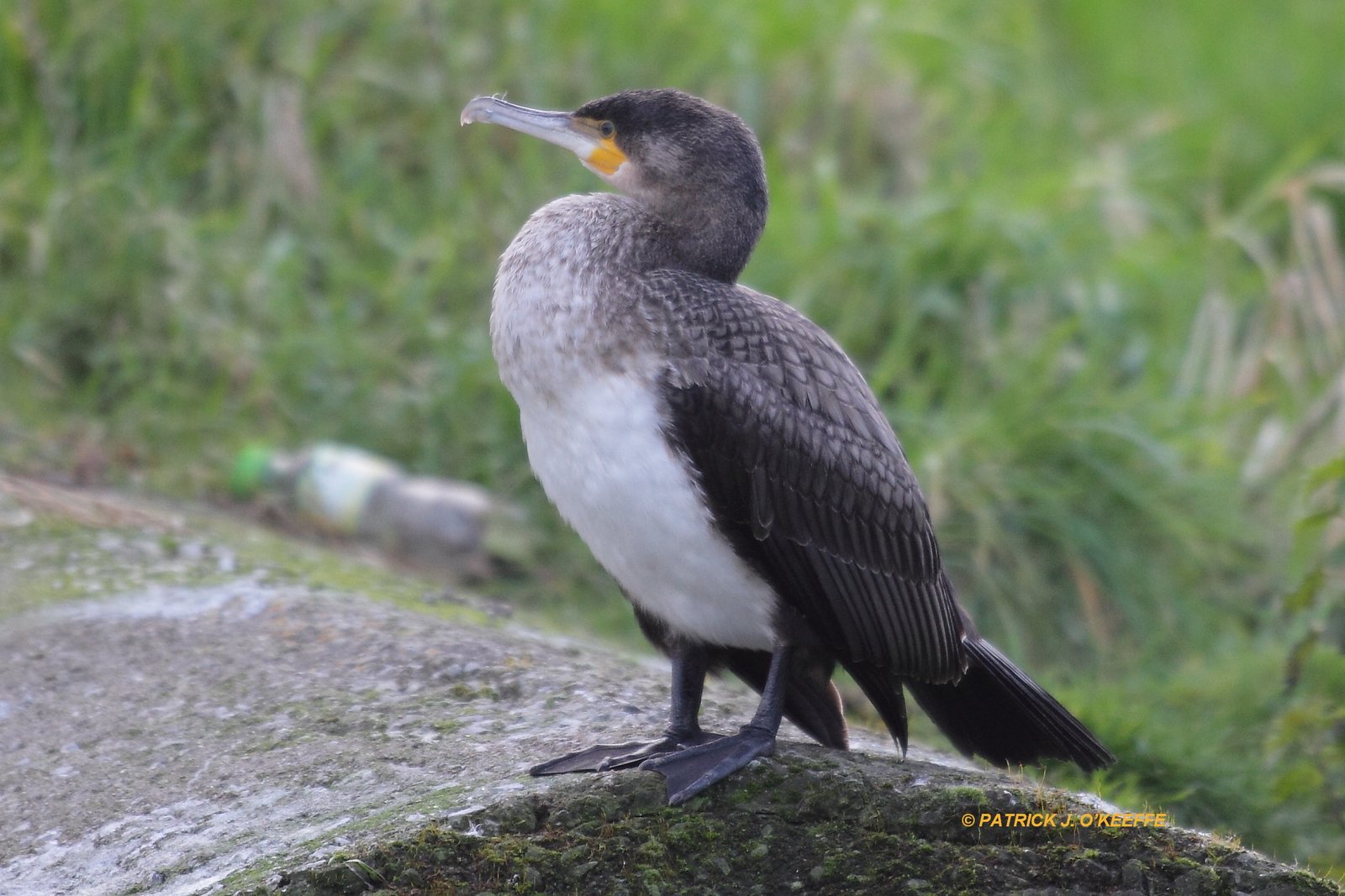 Raw Birds GREAT CORMORANT [1st Winter plumage] (Phalacrocorax carbo subspecies P. c. sinensis