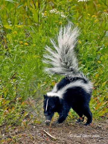 Skunk | Animal Wildlife
