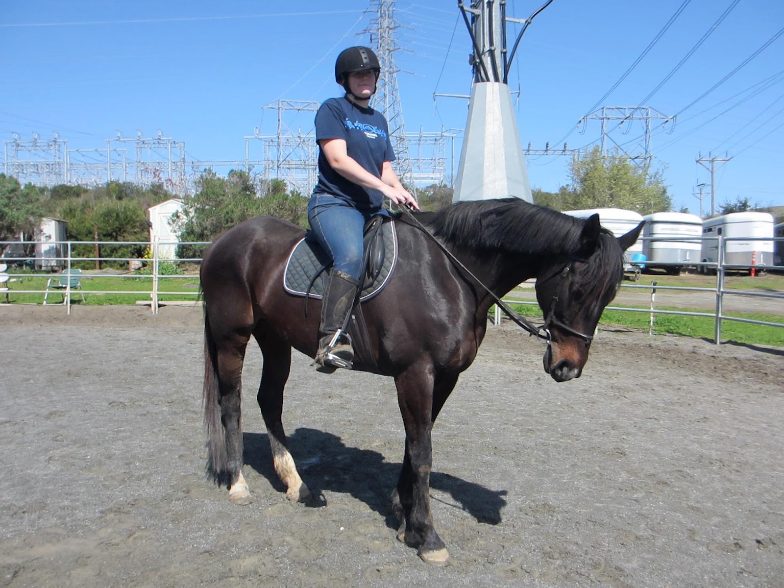 the 900 Facebook Pony Blog Hop All the Horses DIY Horse Ownership