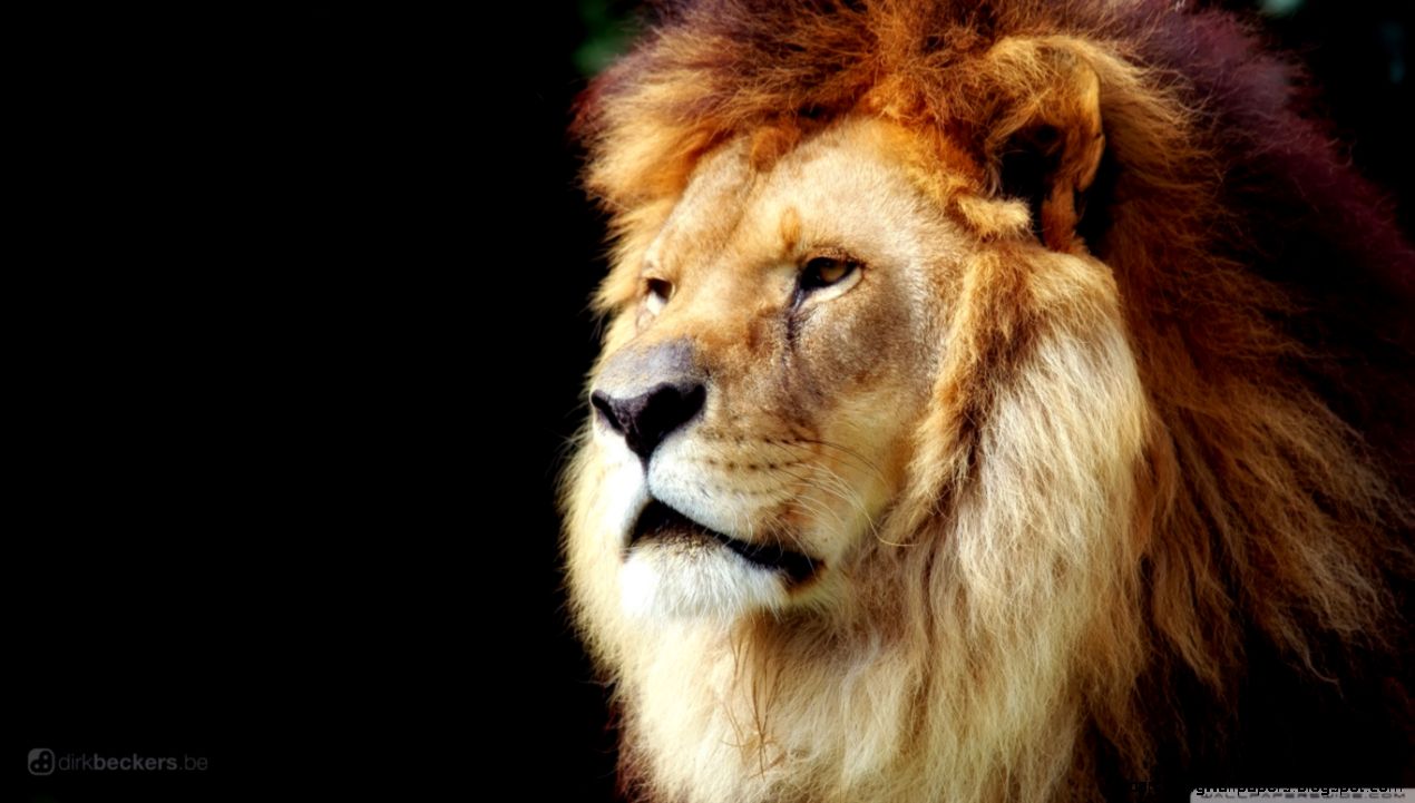 Download Lion Hd Widescreen High Definition Mobile Wallpaper Download Lion Hd Widescreen High Definition Mobile Wallpaper