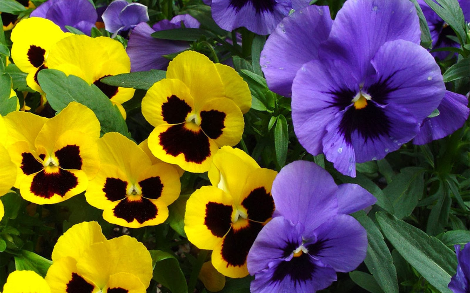 [Image: Pansy+Flowers+Wallpapers+%25284%2529.jpg]