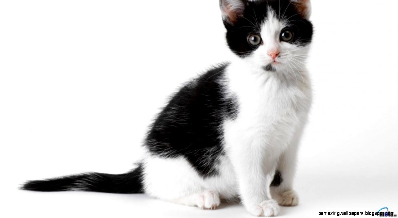 Cute Baby Kittens Black And Whitechild of artemis Cute Baby Kittens Black And Whitechild of artemis