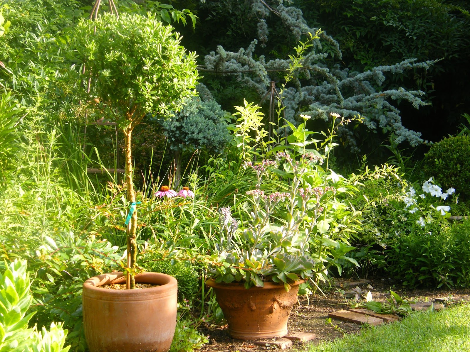 P O T A G E R Silverado Sage (Leucophyllum frutescens)