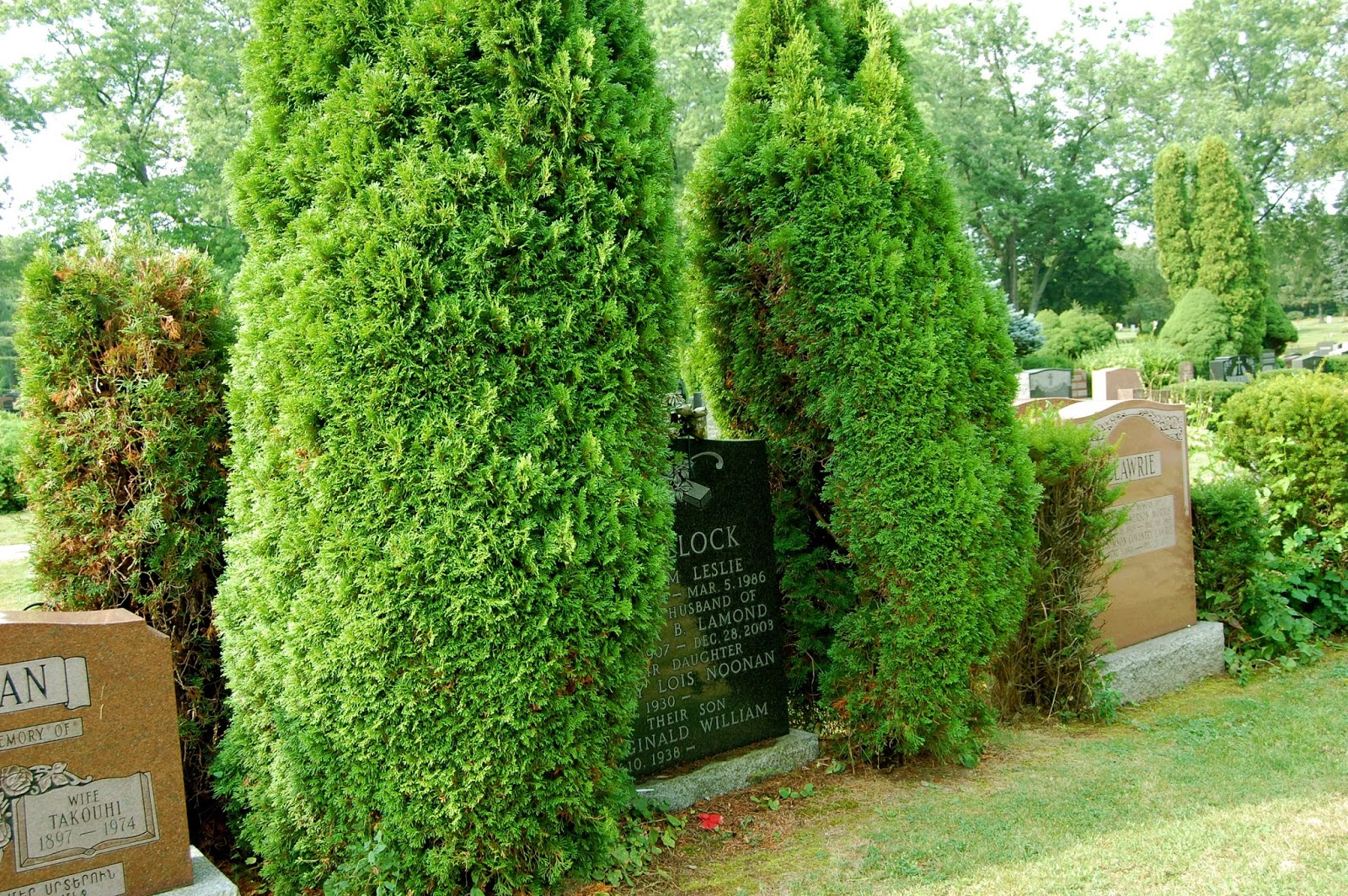 Astrid's Garden Design Cemetery Plants