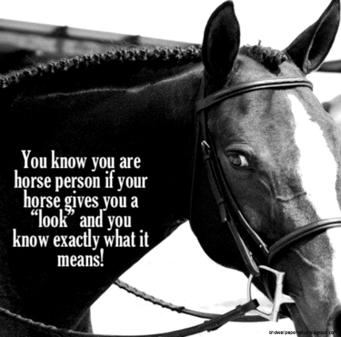 horse quotes♥ horsequotesx Twitter horse quotes♥ horsequotesx Twitter