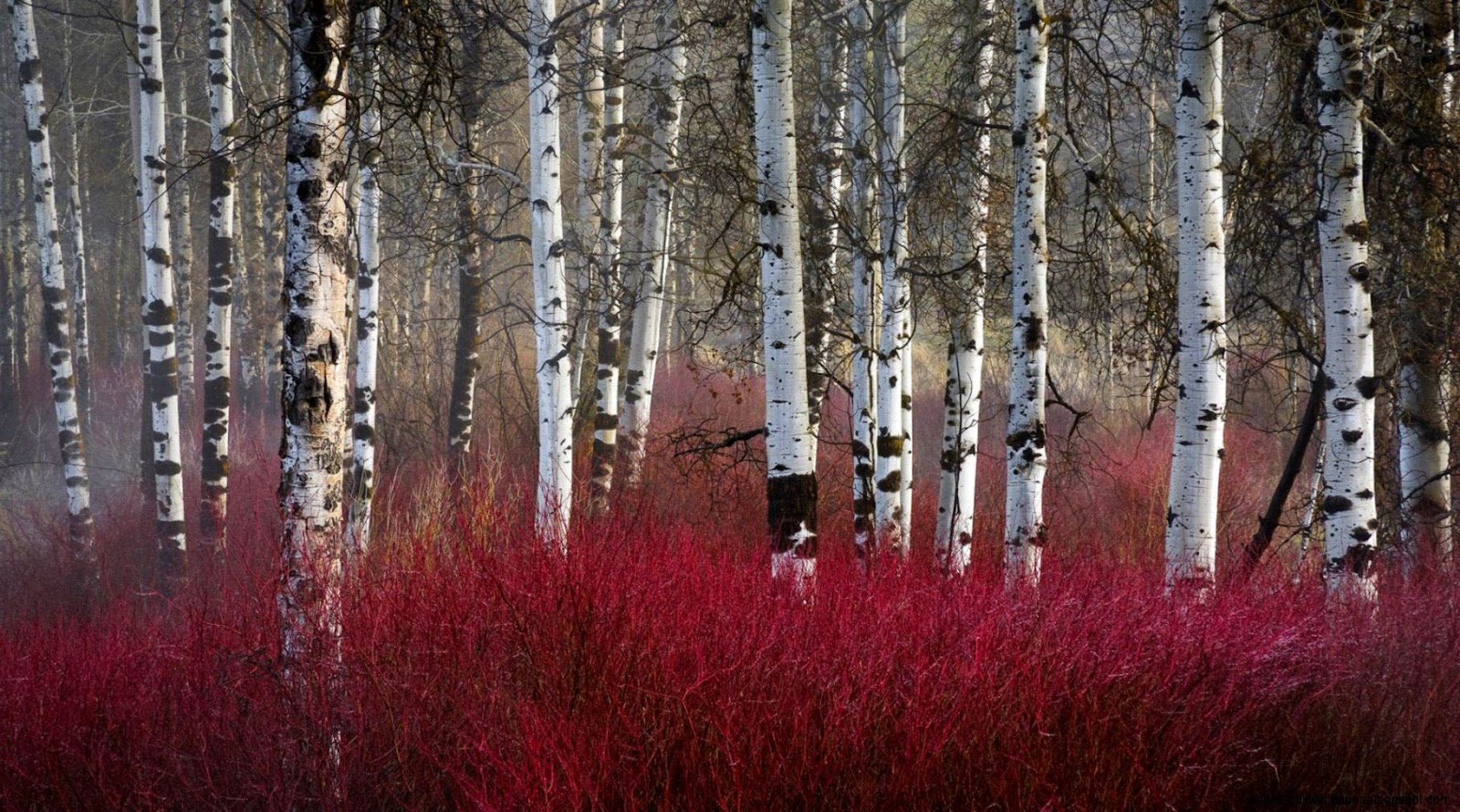 Janet Napolitano id 14830 BUZZERG Janet Napolitano id 14830 BUZZERG