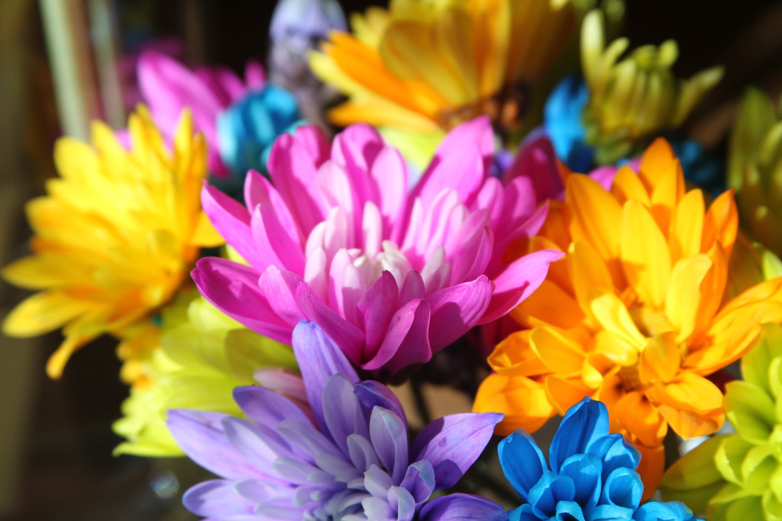 . Flowers Can Brighten Your Day