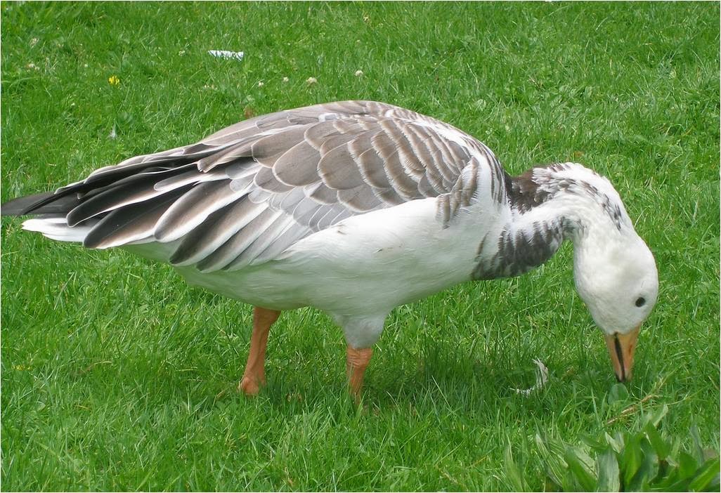 Bird Hybrids Barheaded Goose x Snow Goose