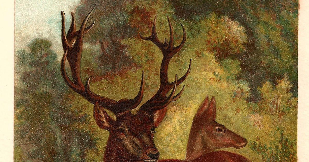 Antique Images Free Animal Graphic 1885 Antique Red Deer Illustration