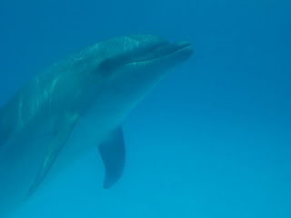 swimming dolphin close up