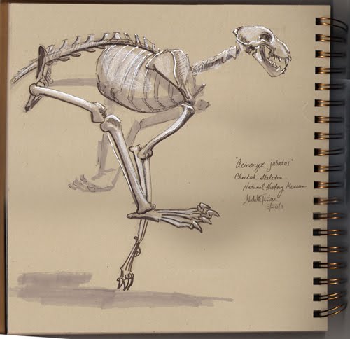 Cheetahs Skeleton