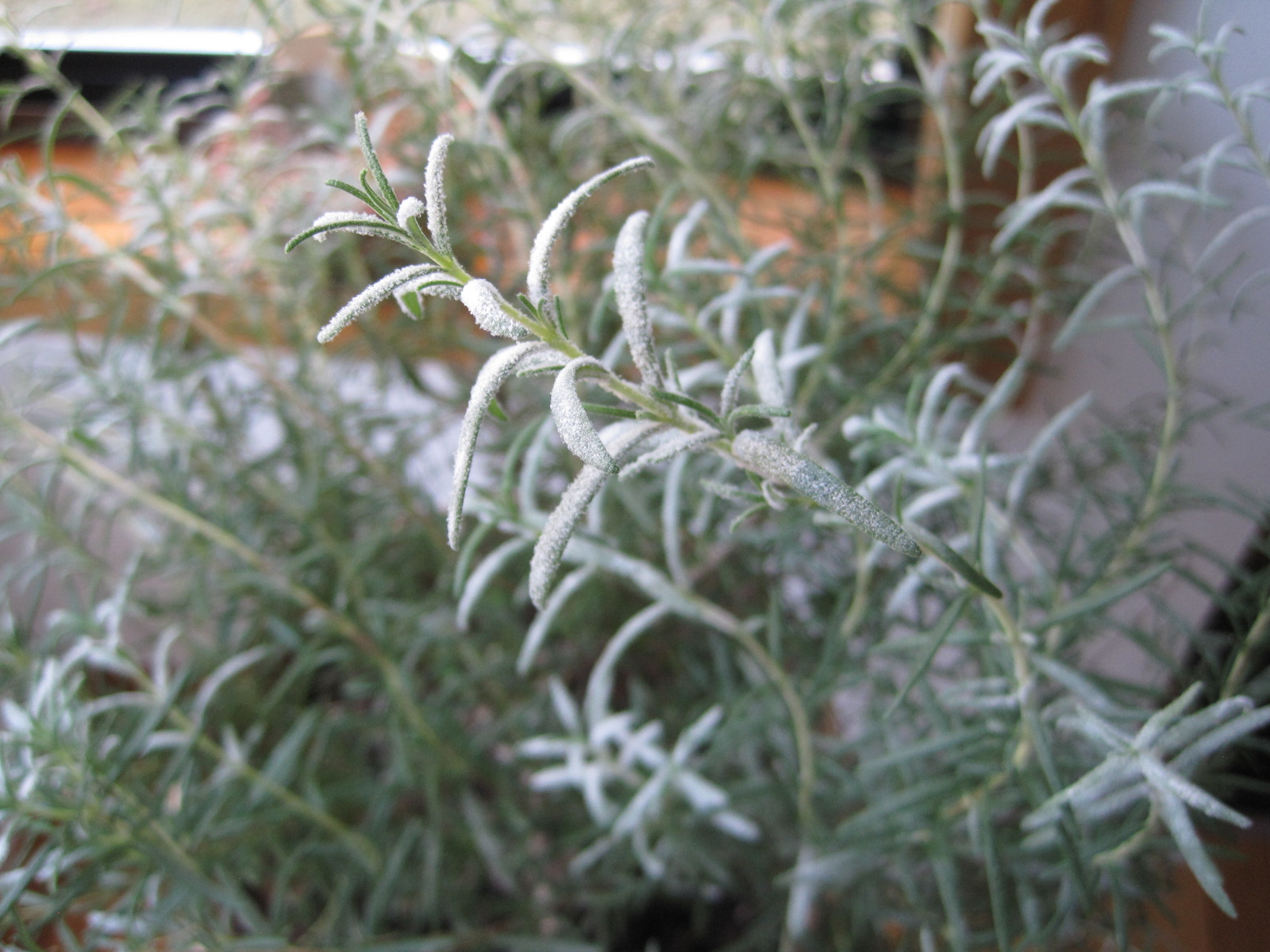 Julie The Garden Fairy Rosemary Troubles
