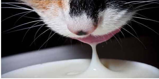 Sebuah Kehidupan Kuman Anjing Dan Kucing