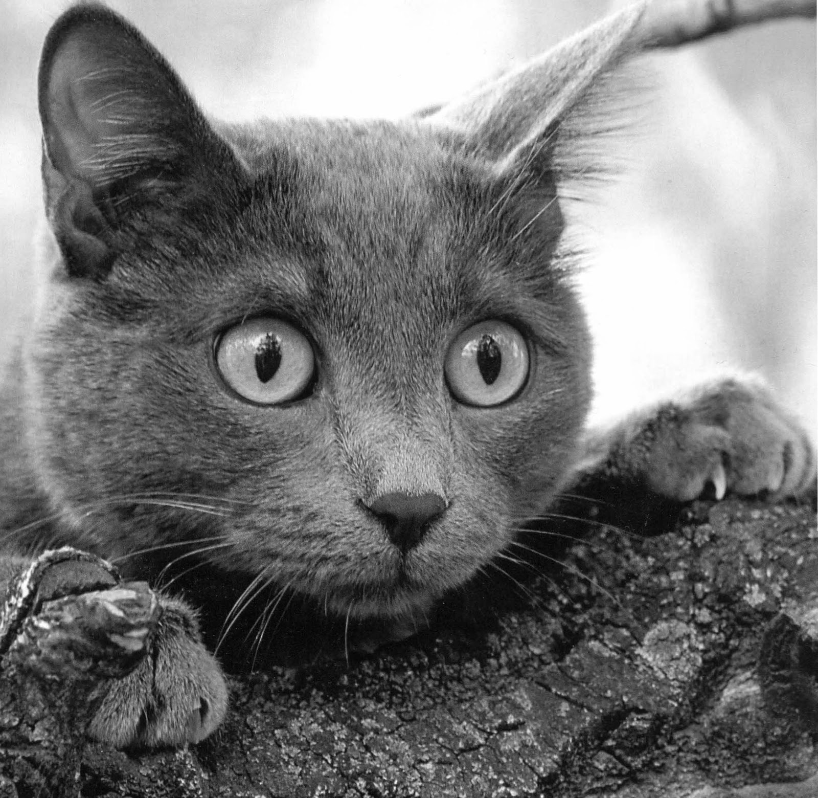 Verdades y mentiras sobre la toxoplasmosis