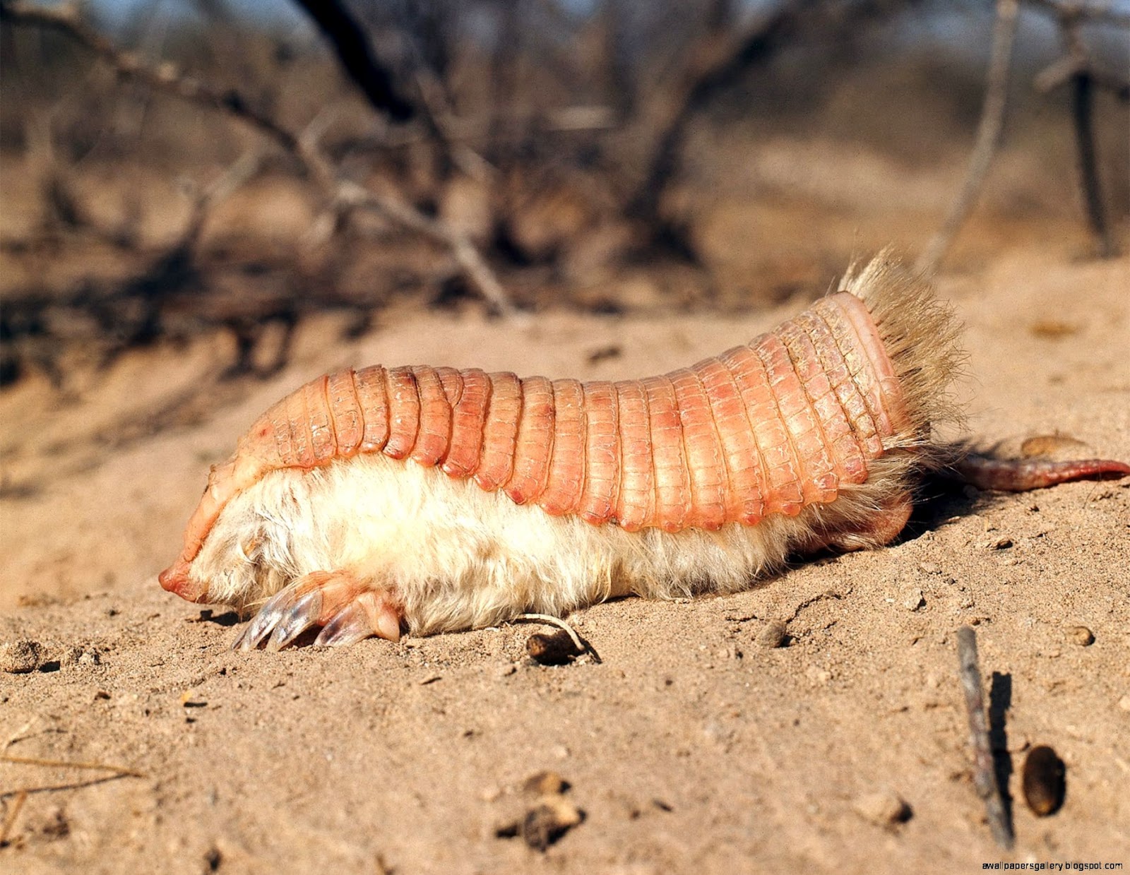 Baby Pink Fairy Armadillo Baby Pink Fairy Armadillo