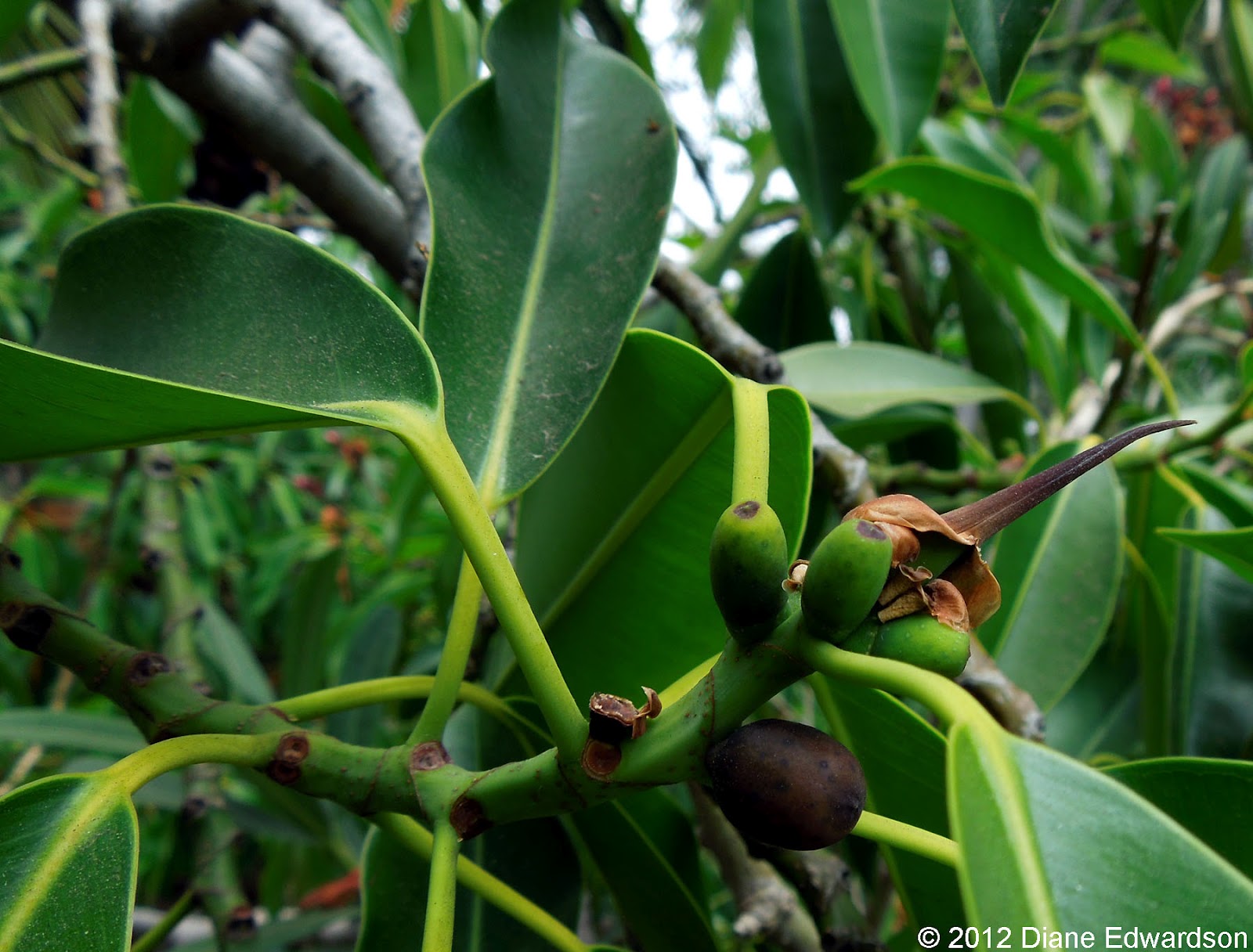 Corralitas Red Car Property Corralitas Drive Rubber Tree Fruit