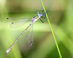 Emerald Damselfly