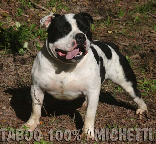 AMERICAN BULLY Cães Canil Filhotes Blue Lilac Chocolate AMERICAN BULLY Cães Canil Filhotes Blue Lilac Chocolate
