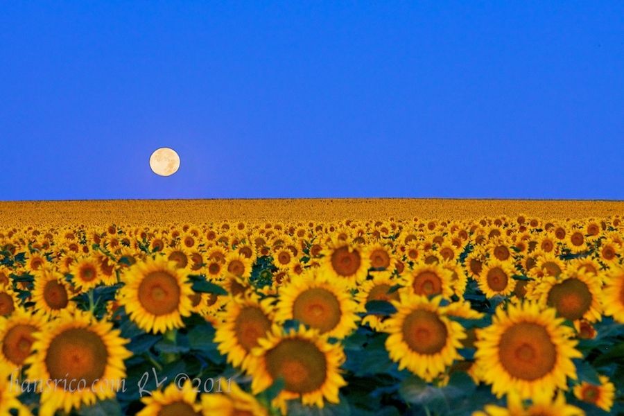 20 Spectacular Sunflower Fields Best Photography, Art, Landscapes and