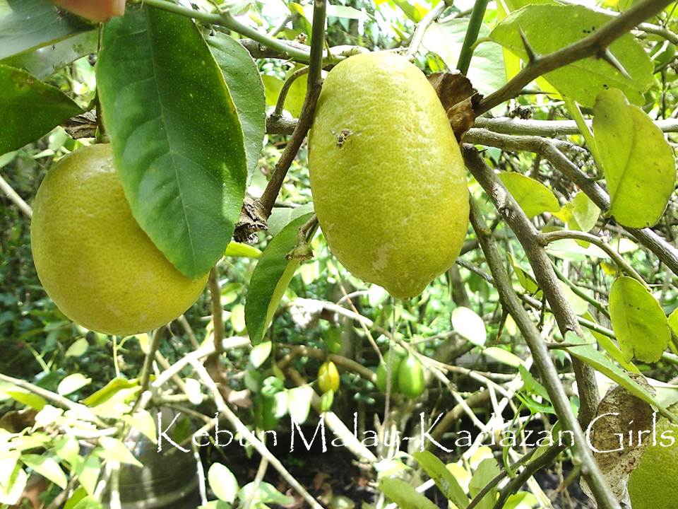 Kebun MalayKadazan girls Lemon Tree and March Mains