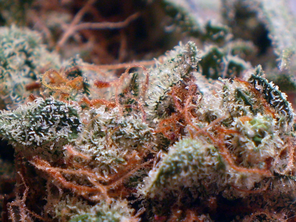 Dank Weed Pictures