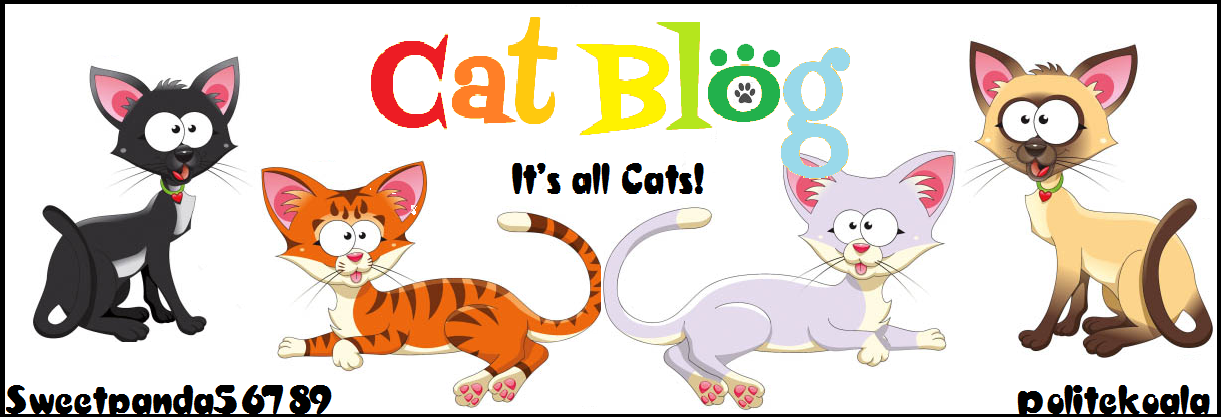 Cat Blog