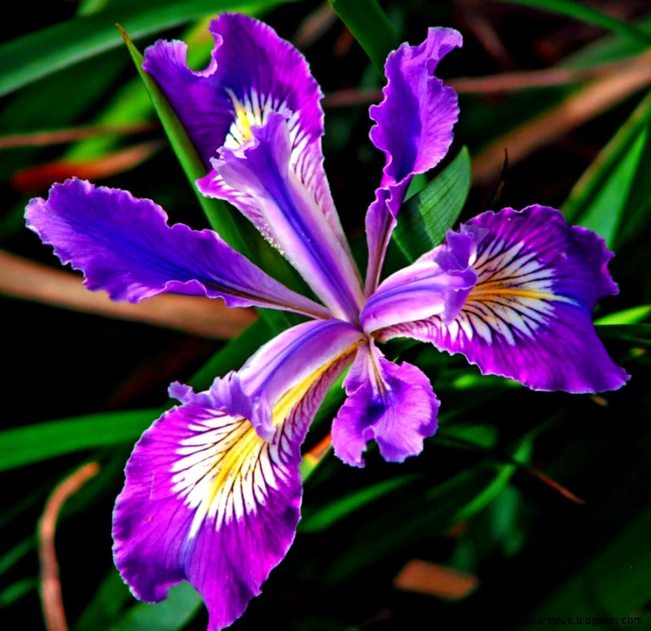 How To Grow Organic Irises  On The Green Farms How To Grow Organic Irises  On The Green Farms