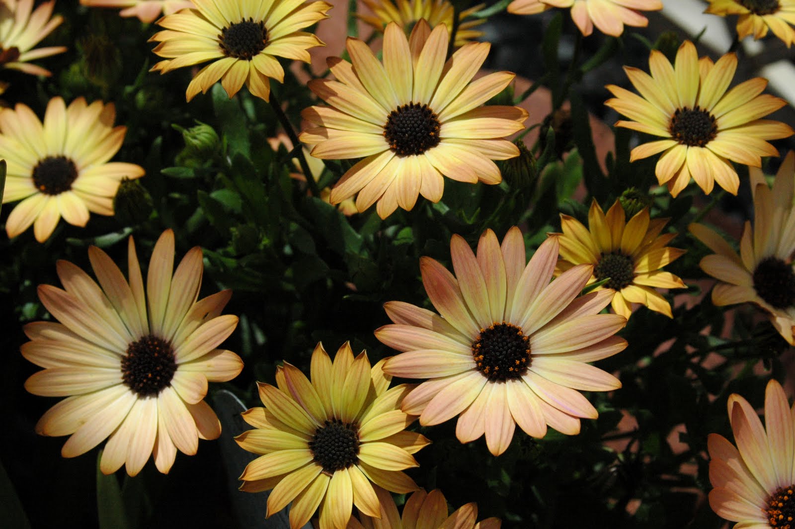 Garden and Glade Bugs and Flowers