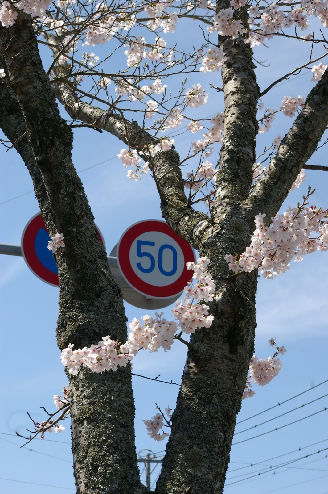 は の字日記 4月 13