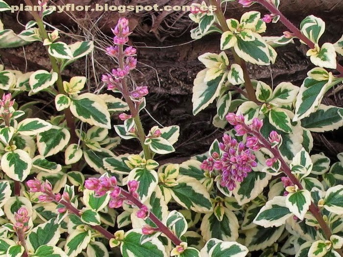 Plantas y flores Hemizygia 'Candy Kisses'