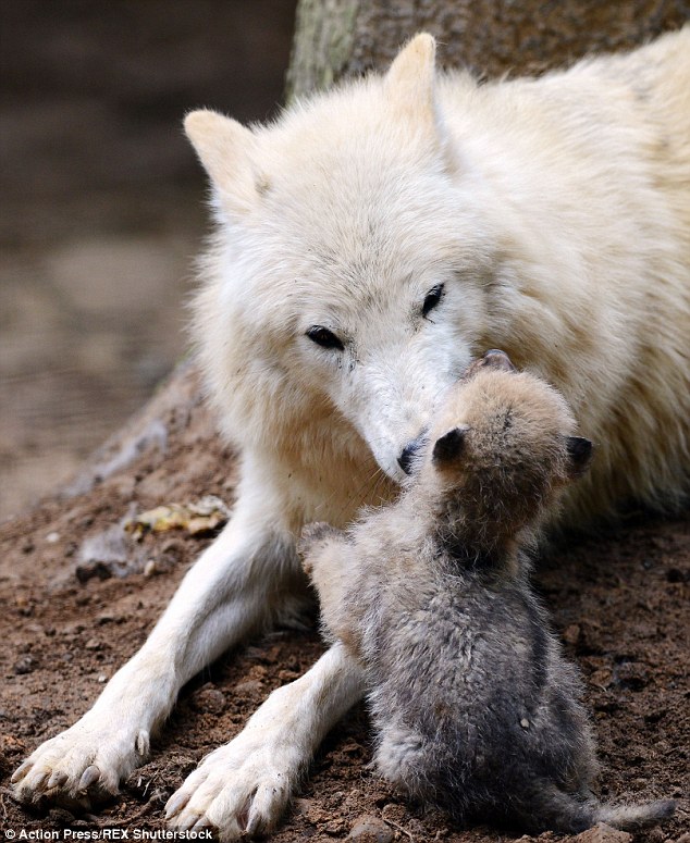 White Wolf Newborn wolf�s adorable attempts to wrestle